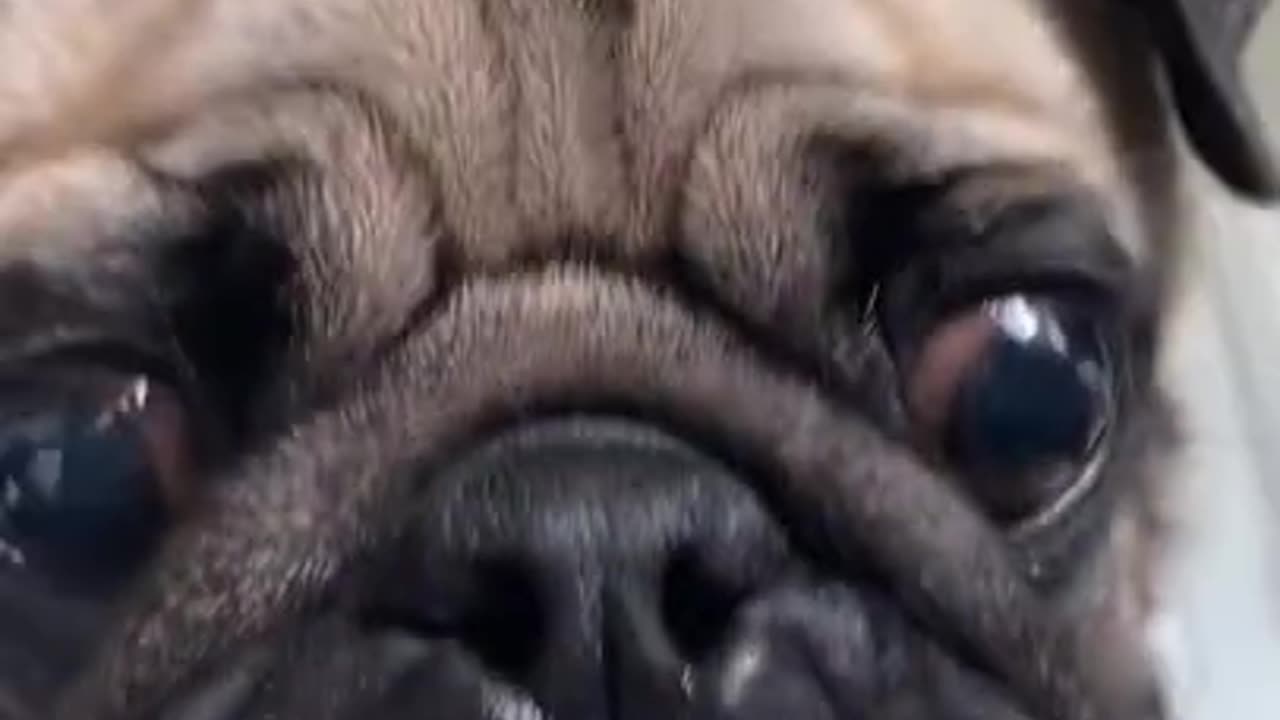 Funny pug videos-1