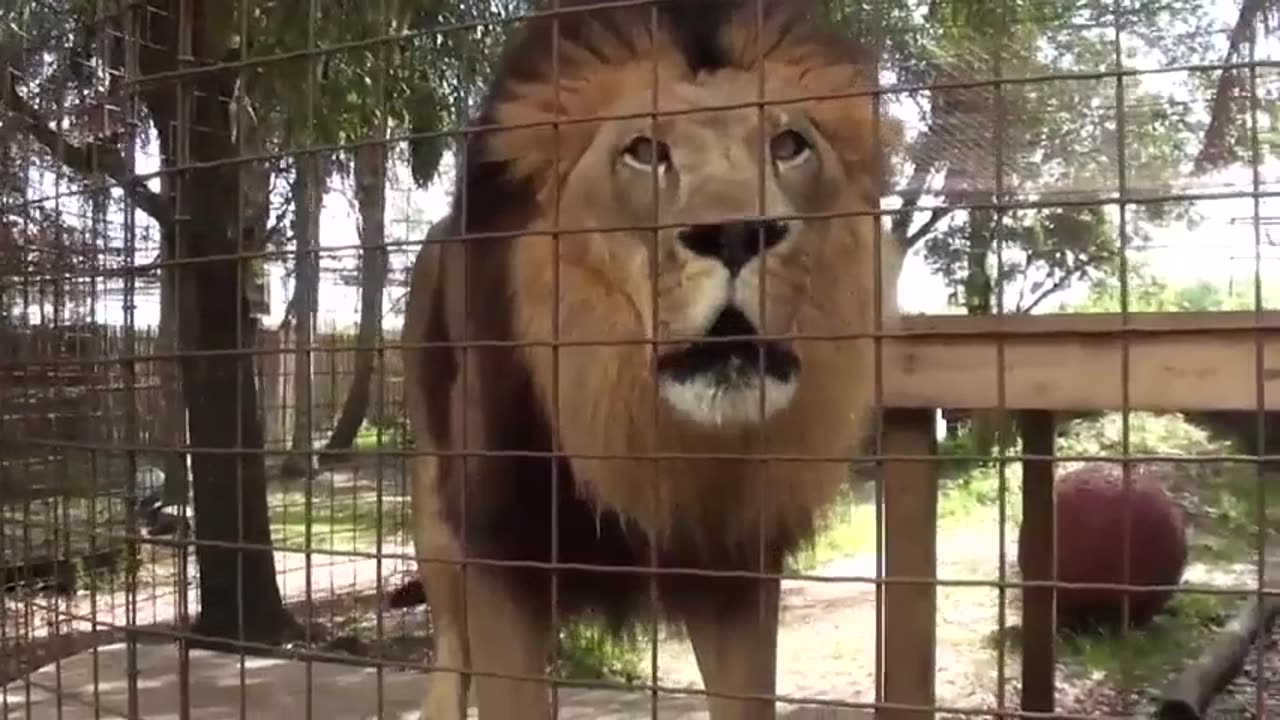 Nice Baby Looking Lion