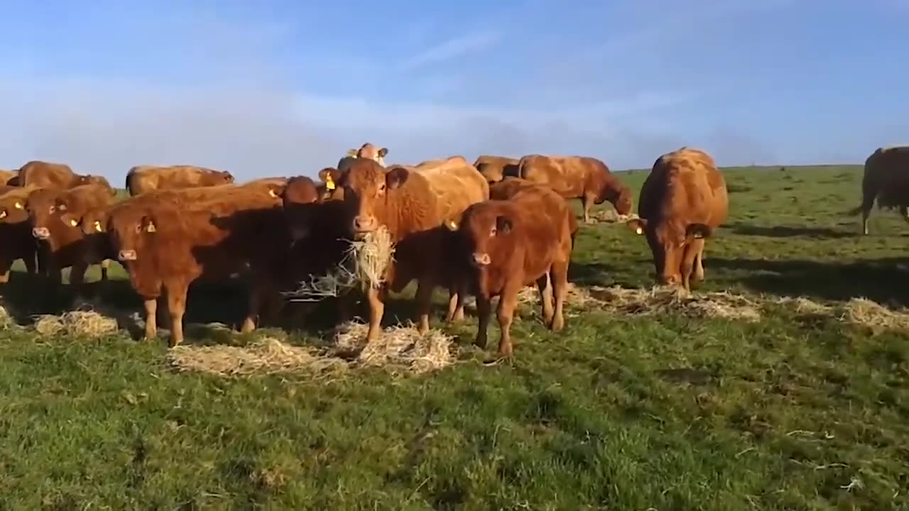 No Two Cows Are The Same~These Are The 15 Of The Most Extraordinary Cows