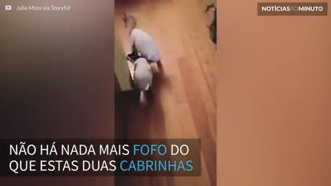 Cabrinhas bebês formam uma amizade muito fofa