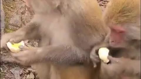 Amazing Monkey Live In The Forest That We Should Be Care