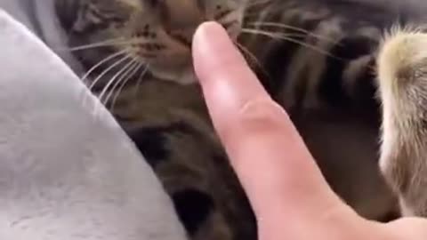 Cat pretends to sleep to avoid bath
