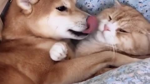 good cat and dog love