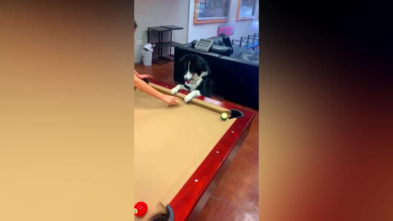 Cute Dog Playing Snooker Game and Scores