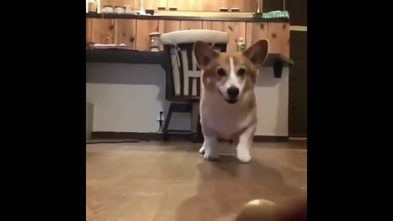 Funny Dog Playing with Ball