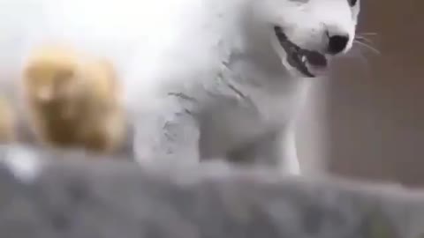 Cute dog 🦮🐕‍🦺 - satisfying69