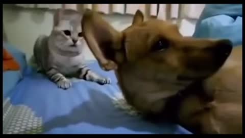 Angry cats slapped dog🤣 funny cat videos