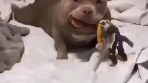 CACHORROS ENGRAÇADOS E FOFOS / DOG FUNNY/ Funniest Animals #shorts