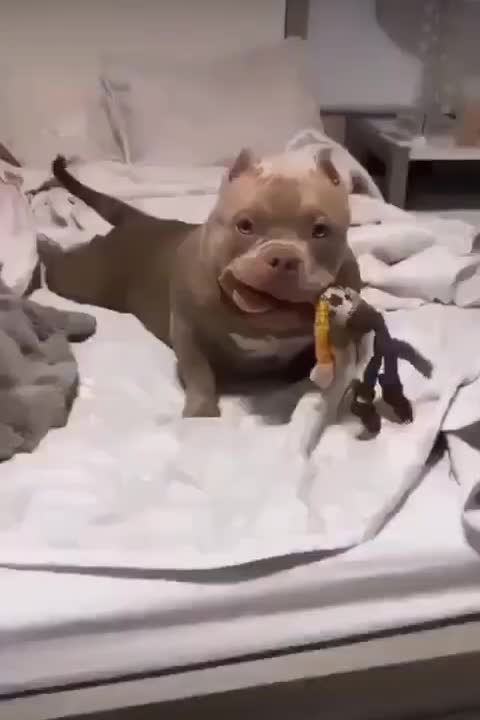 CACHORROS ENGRAÇADOS E FOFOS / DOG FUNNY/ Funniest Animals #shorts