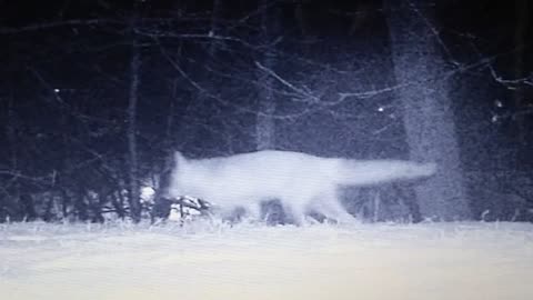 Fox on Ken's trailcam