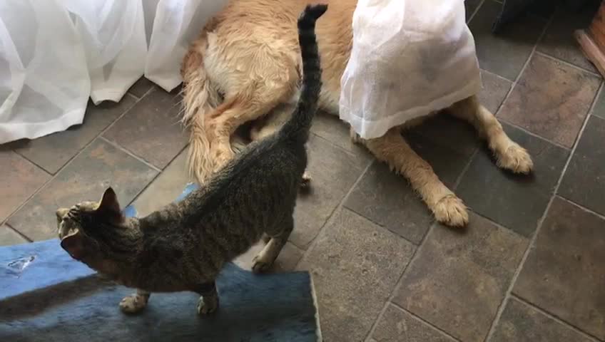 Cute dog playes hide and seek with cat