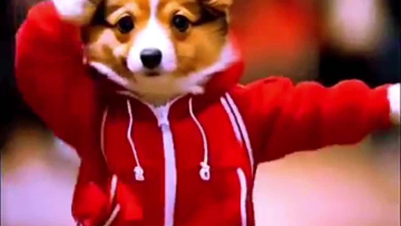 funny animal videos 2022 funniest dogs and cats vide