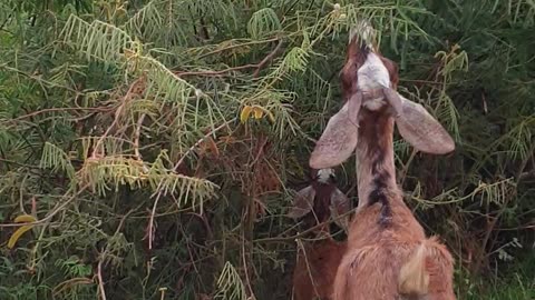 look nice food for goat, cute animals