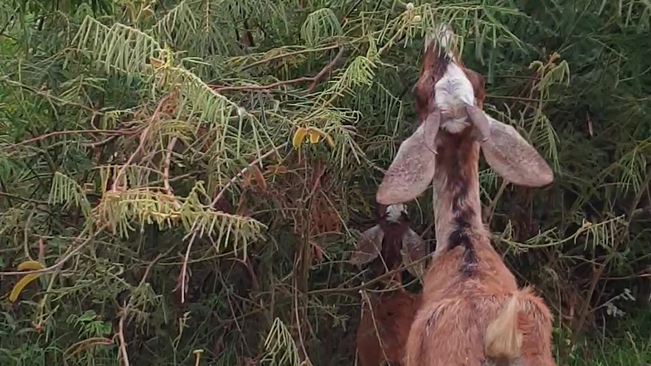 look nice food for goat, cute animals