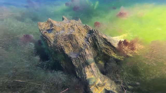 Underwater Stump