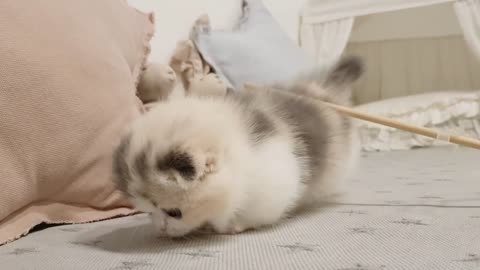 cute Kitten pritty