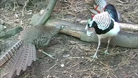 Golden Pheasants and Wading Birds are indeed fascinating and beautiful creatures