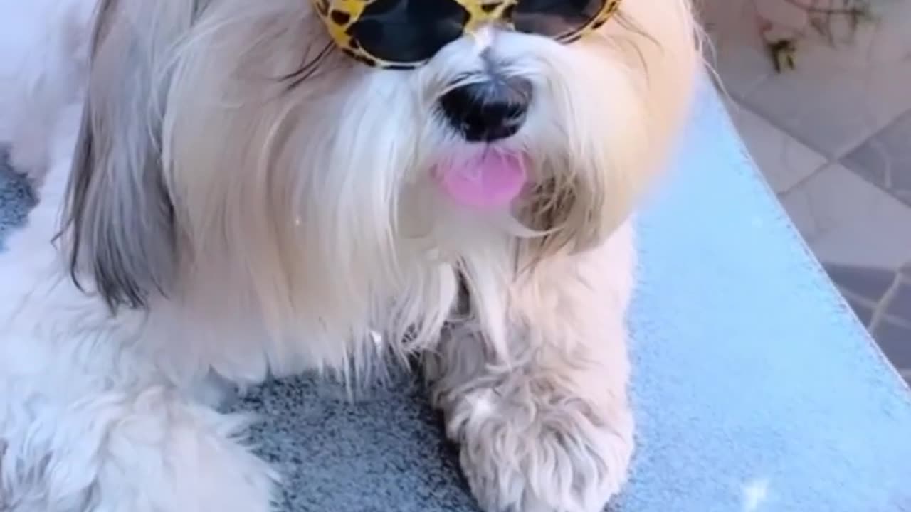 Dog funny video