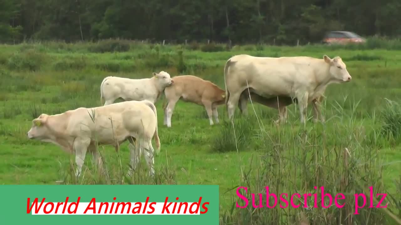 cow ,cow dance,1 cow song,2 cow videos,2 funny,cow dance 1 funny cow song 1 funny cow videos,