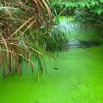 Amazing Rural Fishing Video 🐟