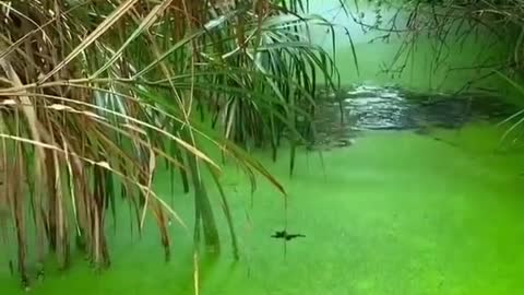 Amazing Rural Fishing Video 🐟