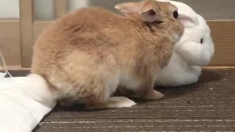 Cute funny rabbits