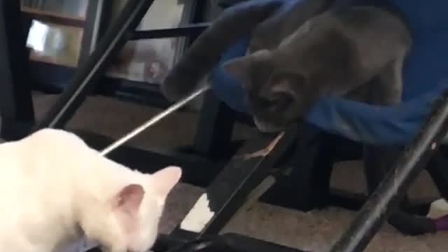 Black cat slaps white cat