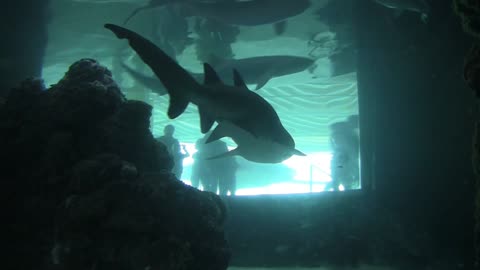 Shark In An Aquarium!