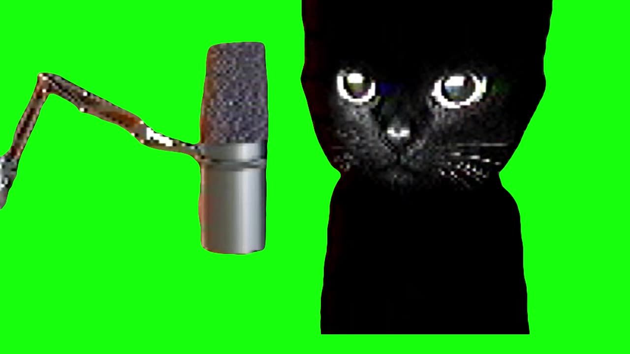 Cat Podcast | Green Screen