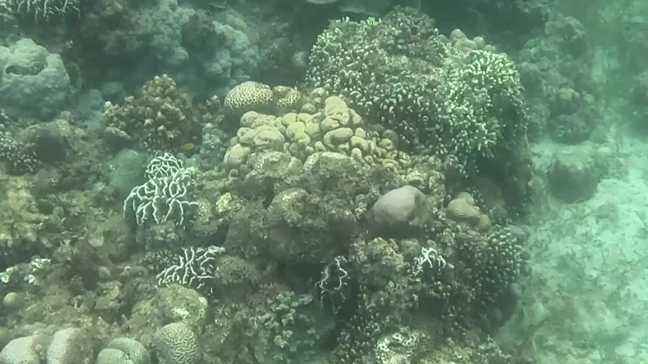 Snorkeling Adventures Philippines. Check out the coral reef coming back alive