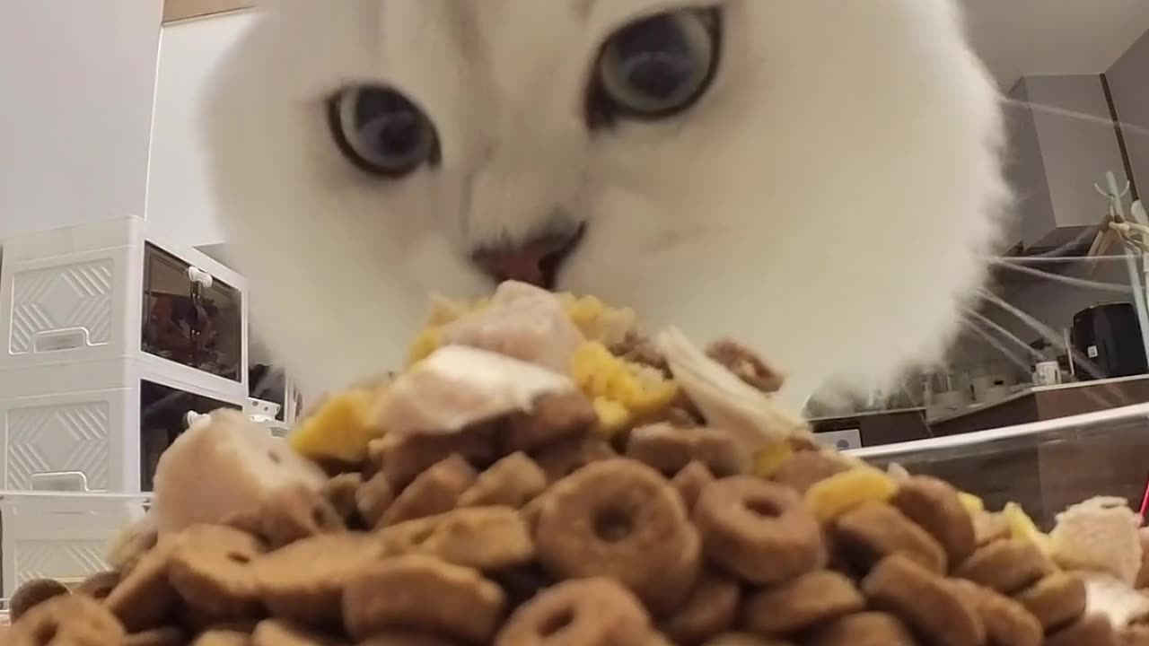 Purrfect Bites: Kitten's Cat Food Frenzy