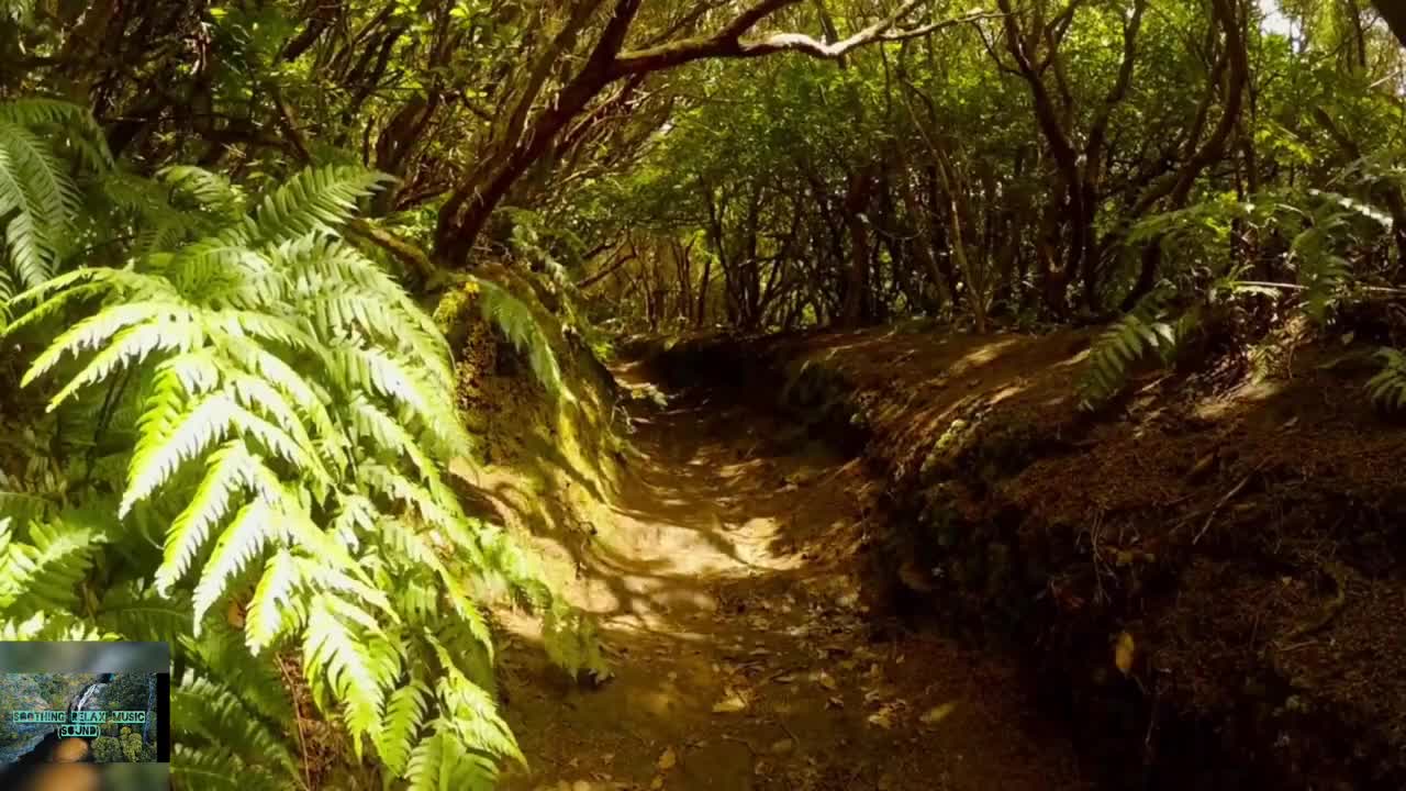 Relaxing music, birds chirping, sleeping music, waterfall, Deep sleep music,