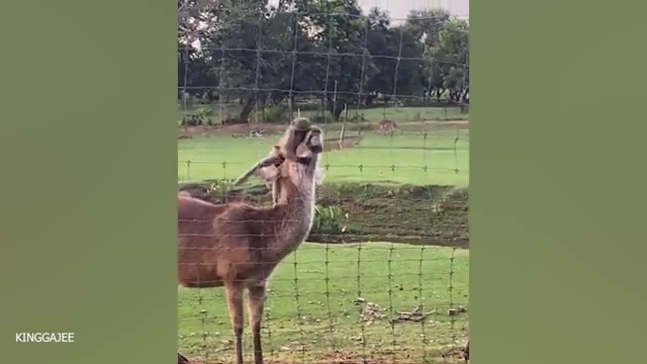 The FUNNIEST Pet Videos of 2023! 🤣 | BEST Compilation