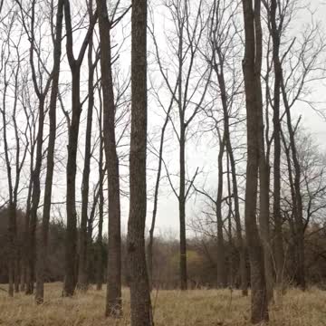 Man Falls Trying to Break Giant Tree Branch