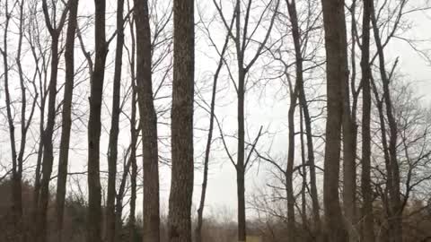 Man Falls Trying to Break Giant Tree Branch