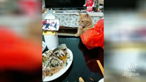 Amazing shots of actively playing cats