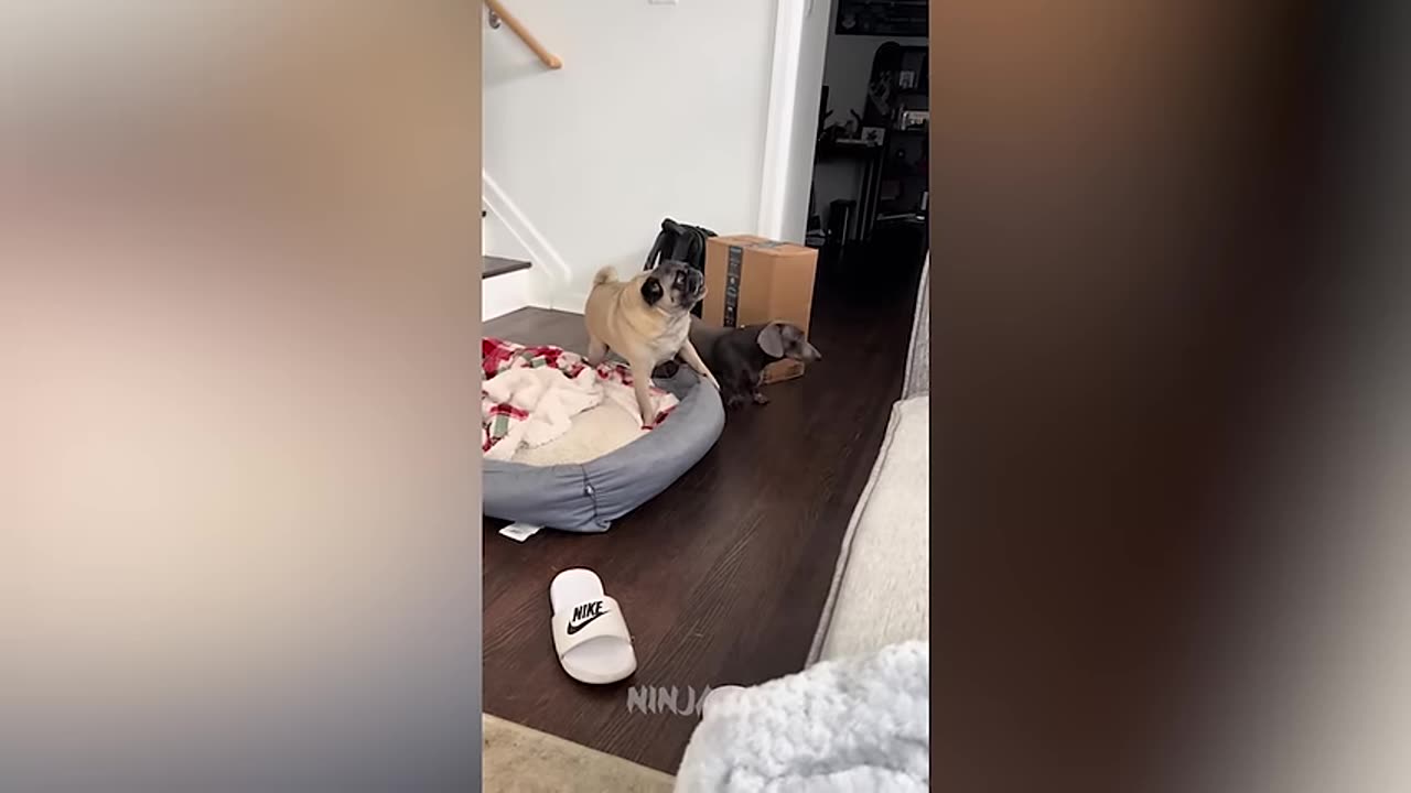 New Funniest Cats And Dogs Videos 😁 Best Of The Funny Animal Videos 😁 - Cutest Animals Ever