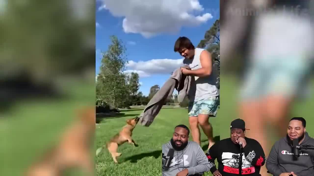 Best Funny Animal Videos of the 2021 😃 (Try Not To Laugh)