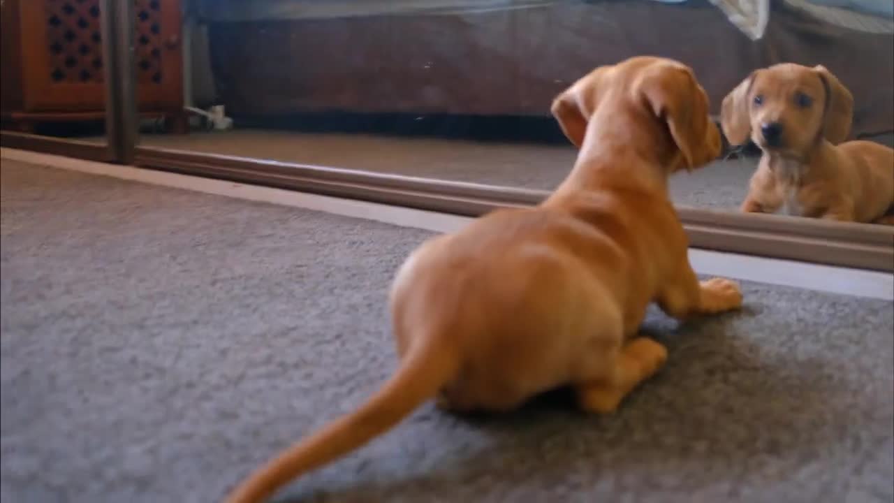 a dog sees himself in the mirror it is cute and funny