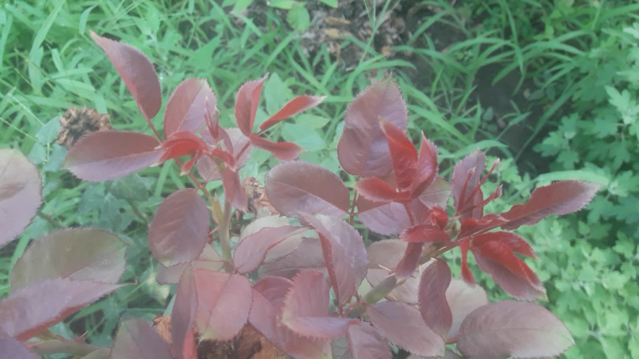 Pink rose leaves