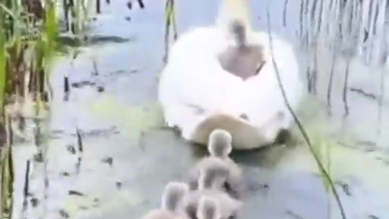 Swans love babies swan 🦢