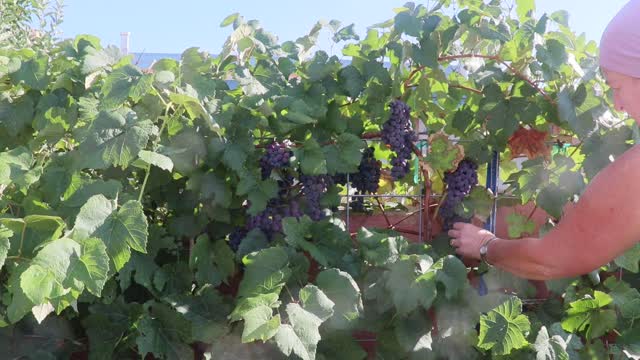 Concord Grape Harvest from a 3Yr Vine