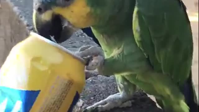 alcoholic parrot