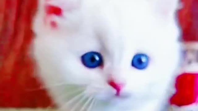 ❤️❤️❤️Cats Funny video and cute cats animals❤️❤️❤️