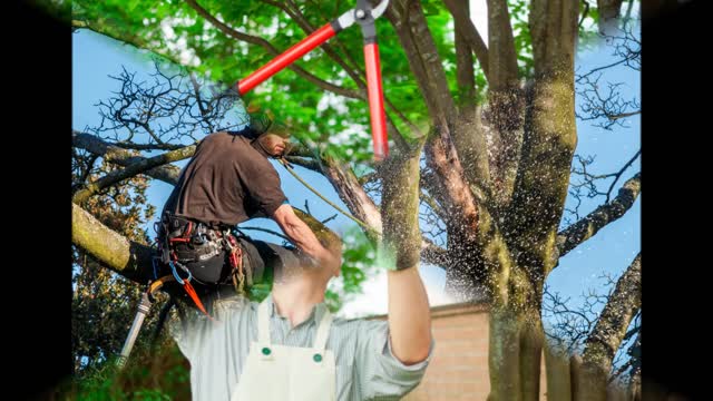 Steve Beck tree and Stump Service - (724) 851-2789