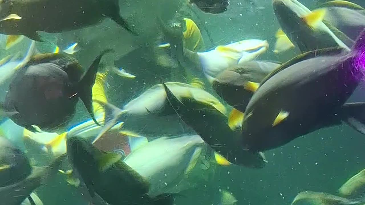 Big aquarium