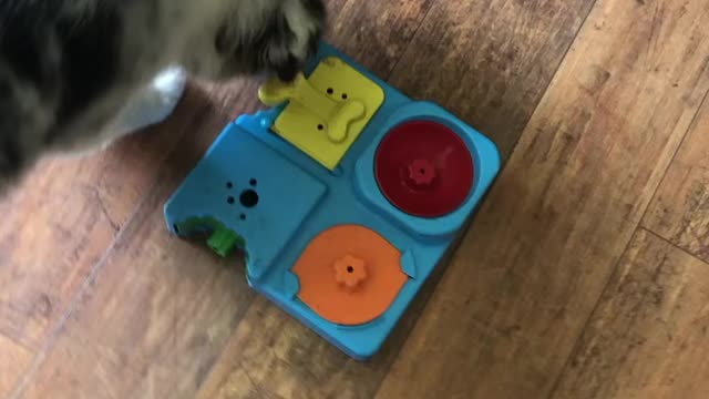 Aussie puppy solves puzzle