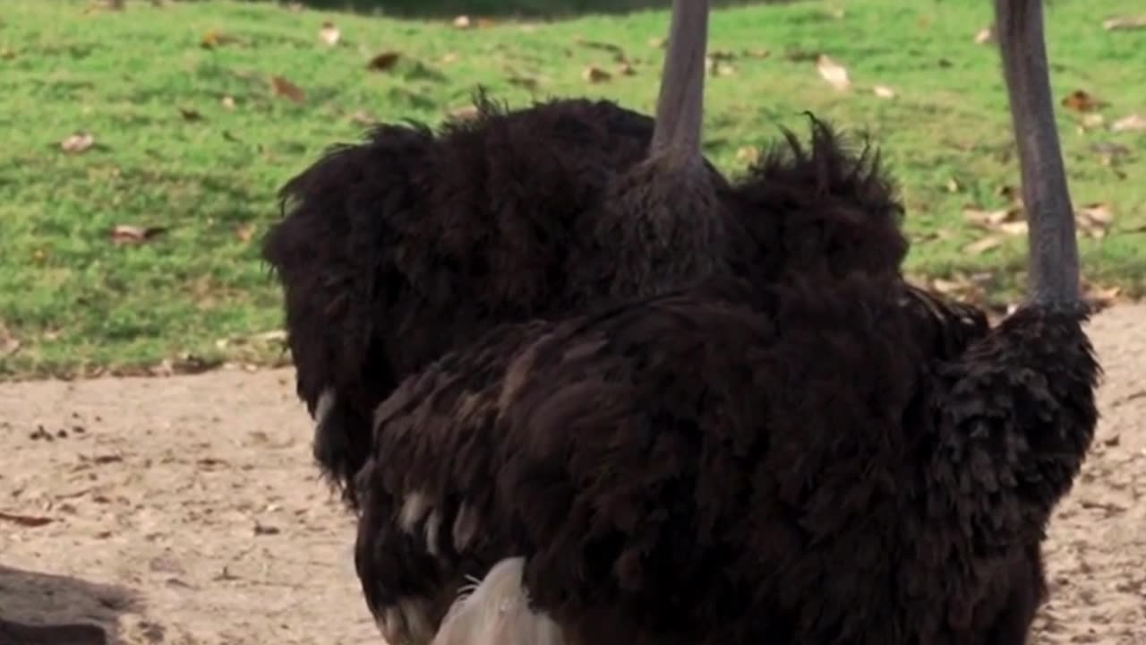 Facts about Animals