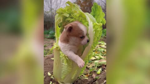 Puppy Time: Capturing the Cutest Puppy Moments