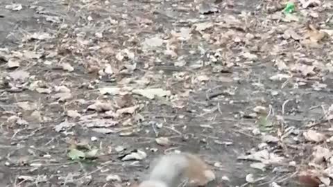 Forest, squirrel.